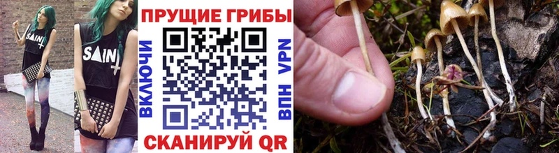Купить закладки  Семилуки  Галлюциногенные грибы MAGIC MUSHROOMS 